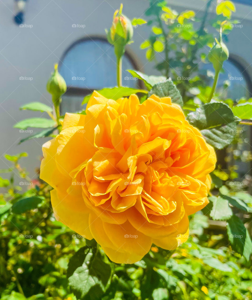 Golden celebration rose 