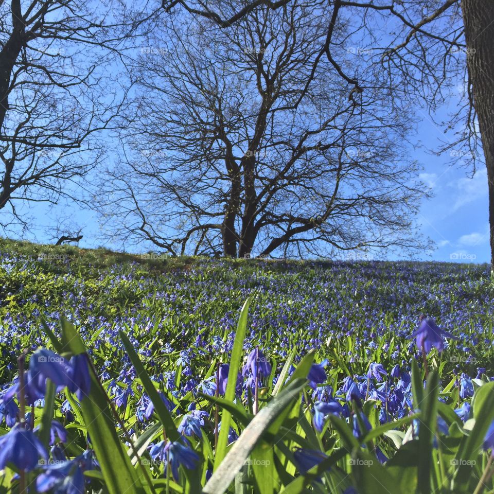 Late spring blue carpet