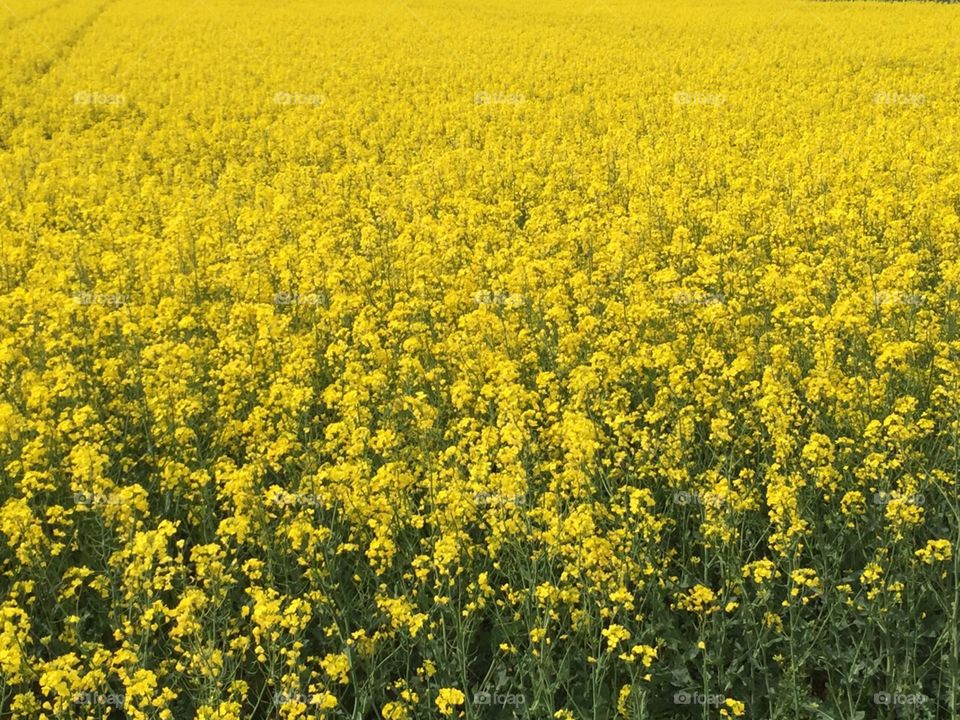 Yellow field of flowers in austria