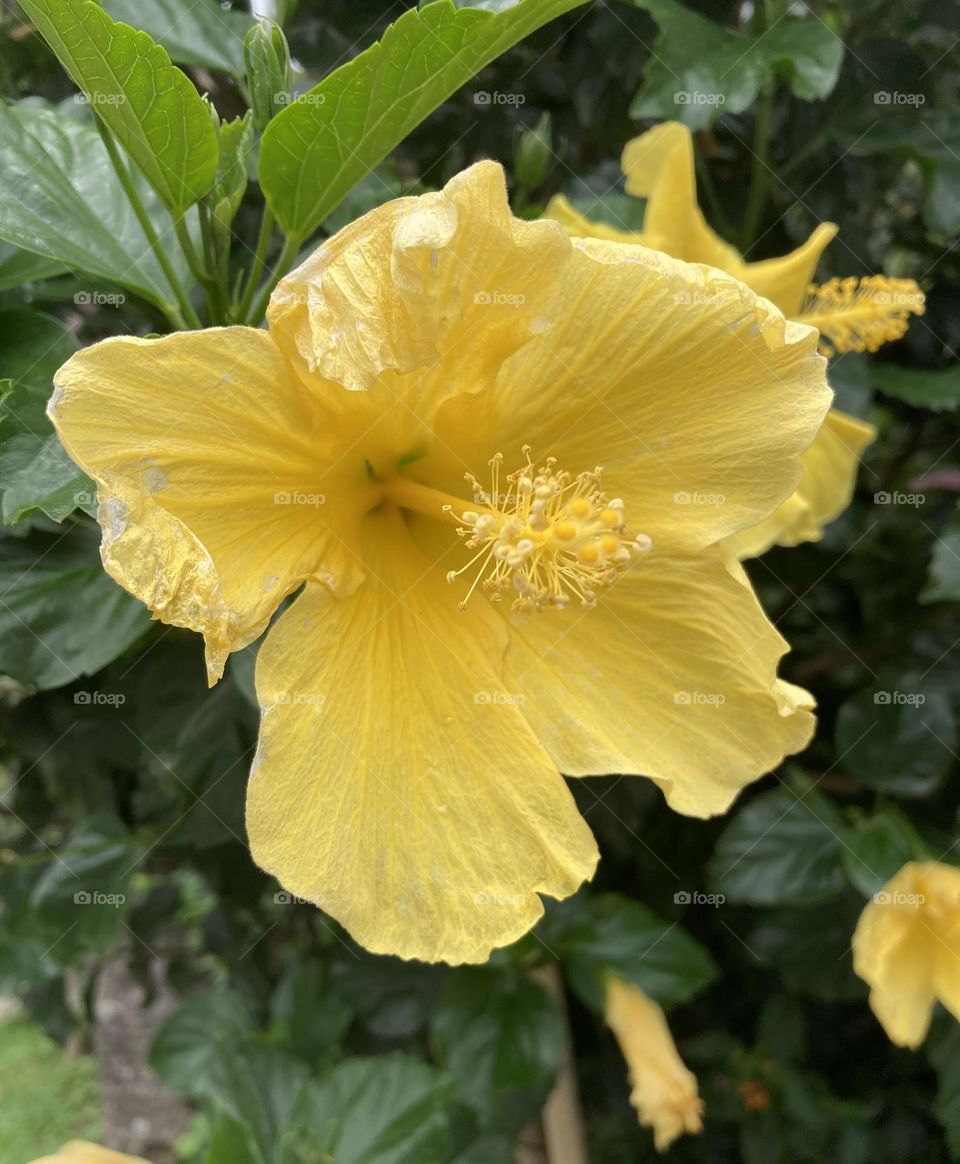 🌹 🇺🇸 Very beautiful flowers to brighten our day.  Live nature and its beauty. Did you like the delicate petals? / 🇧🇷 Flores muito bonitas para alegrar nosso dia. Viva a natureza e sua beleza. Gostaram das pétalas delicadas? 
