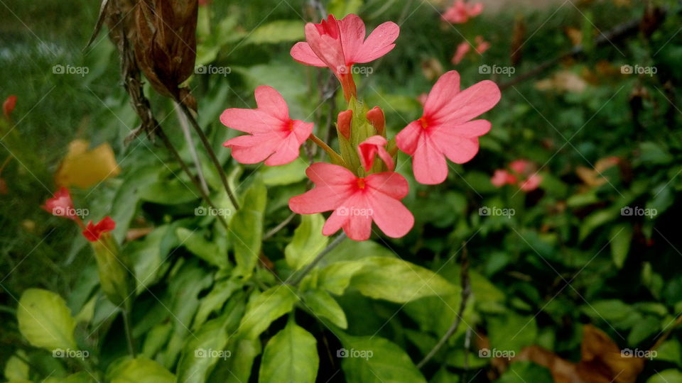 Flower is a fragrance and not an allergic instrument