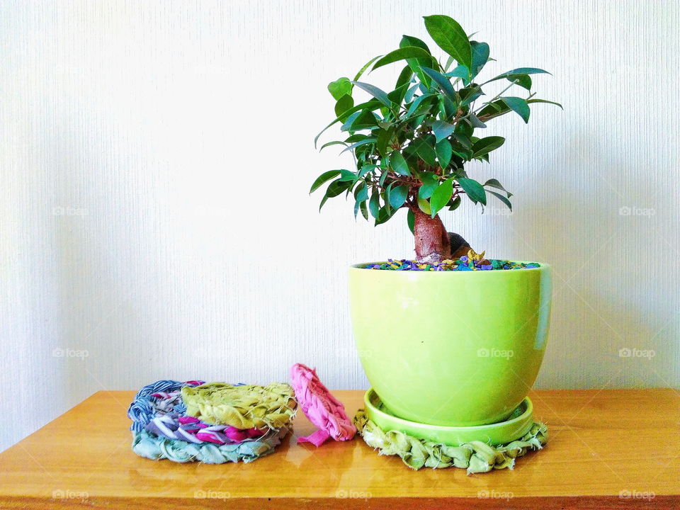 ficus plant brings joy