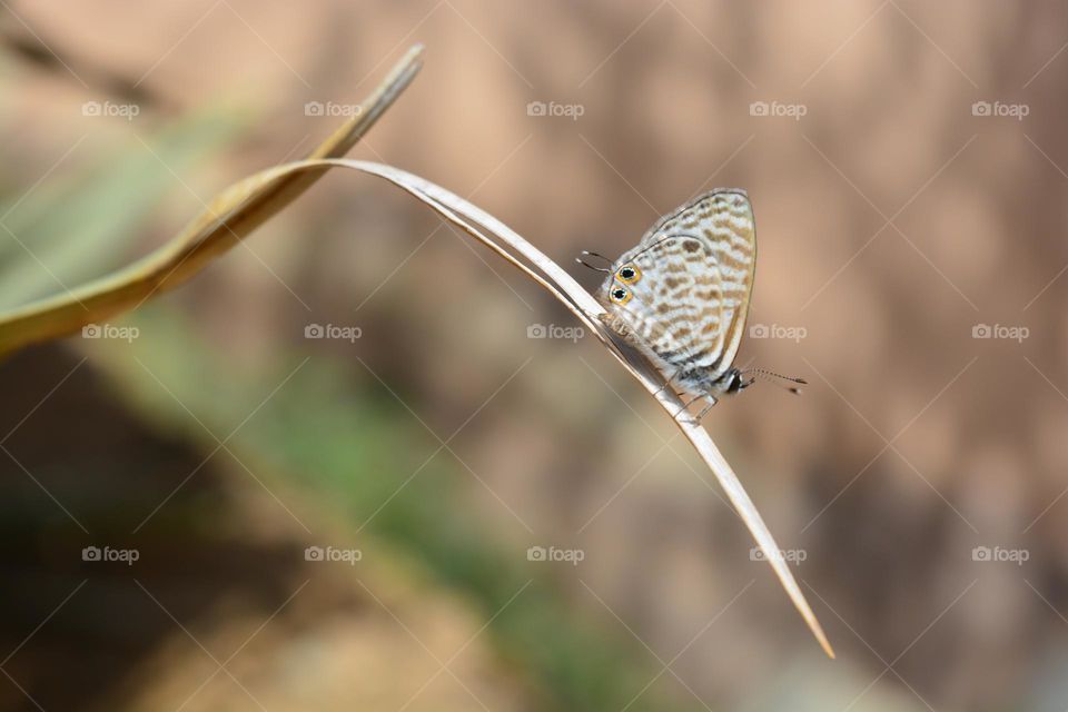Lang's short-tailed blue or Common zebra blue (Leptotes pirithous)