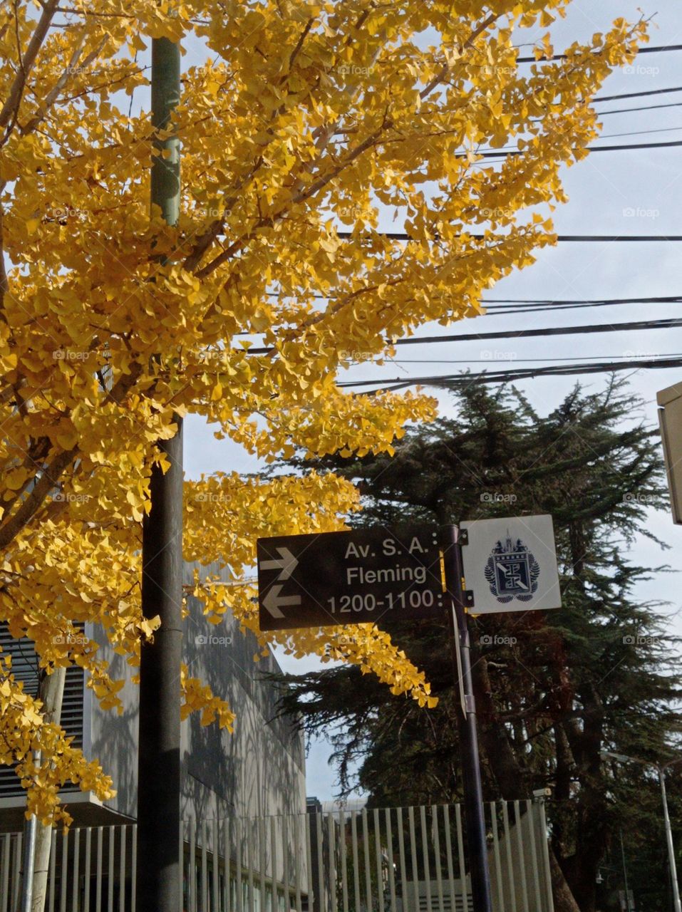 a beautiful yellow leaf tree ! El árbol de hojas amarillas