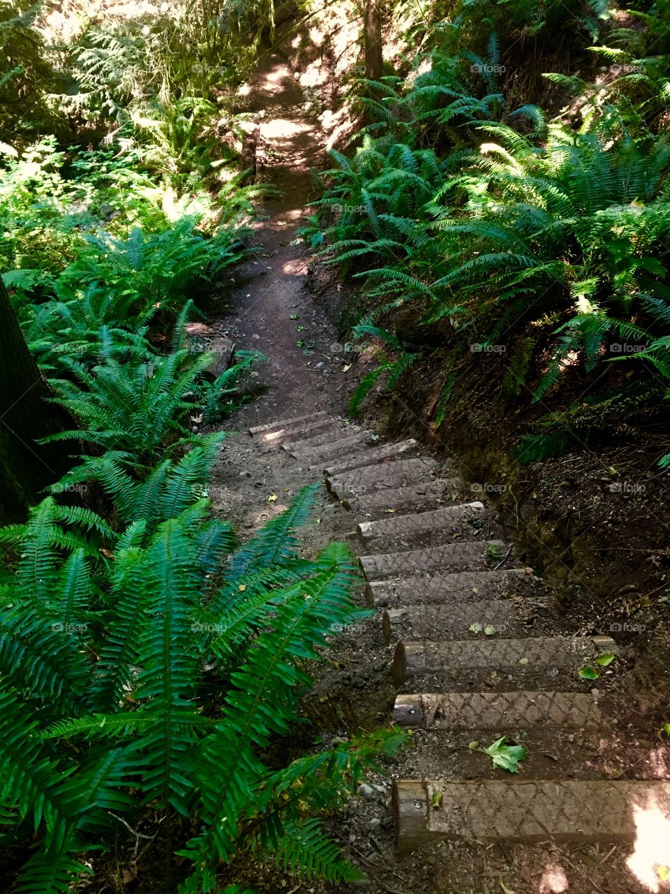 Osprey Trail, Port Ludlow, WA - Olympic Peninsula 