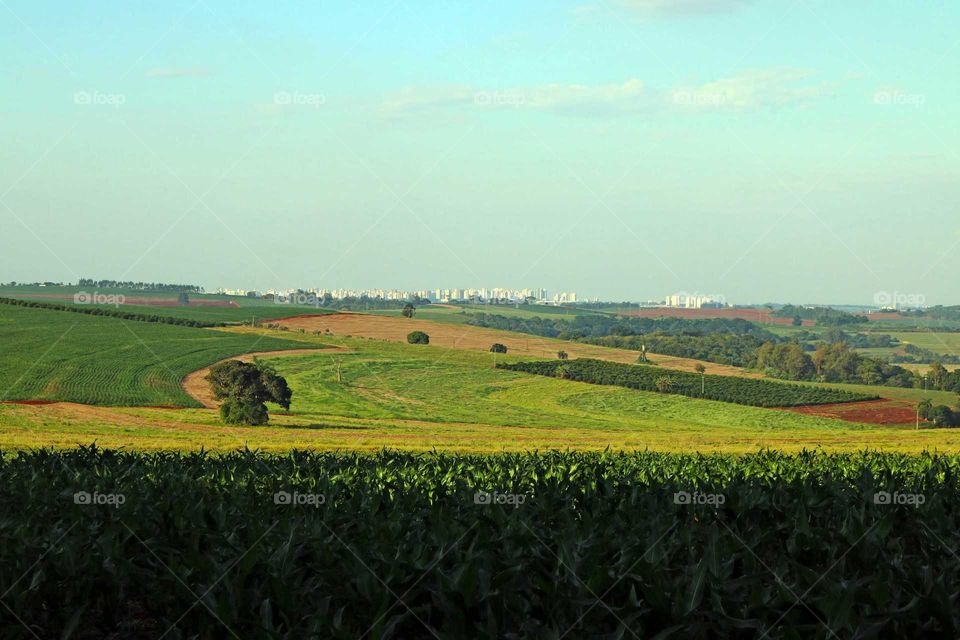 Skyline on the horizon, green all around