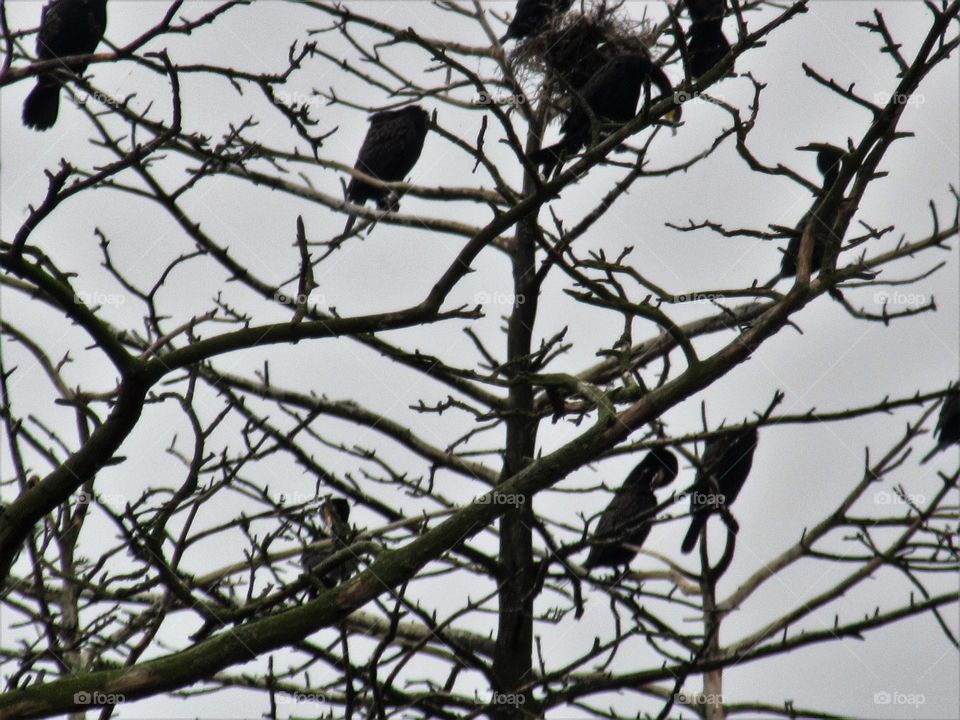 cormorans in the Lithuania Neringa
