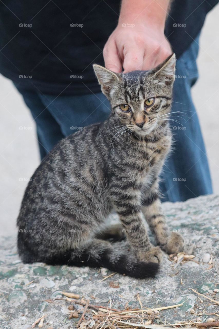 Cuddling a kitten - Animal portrait