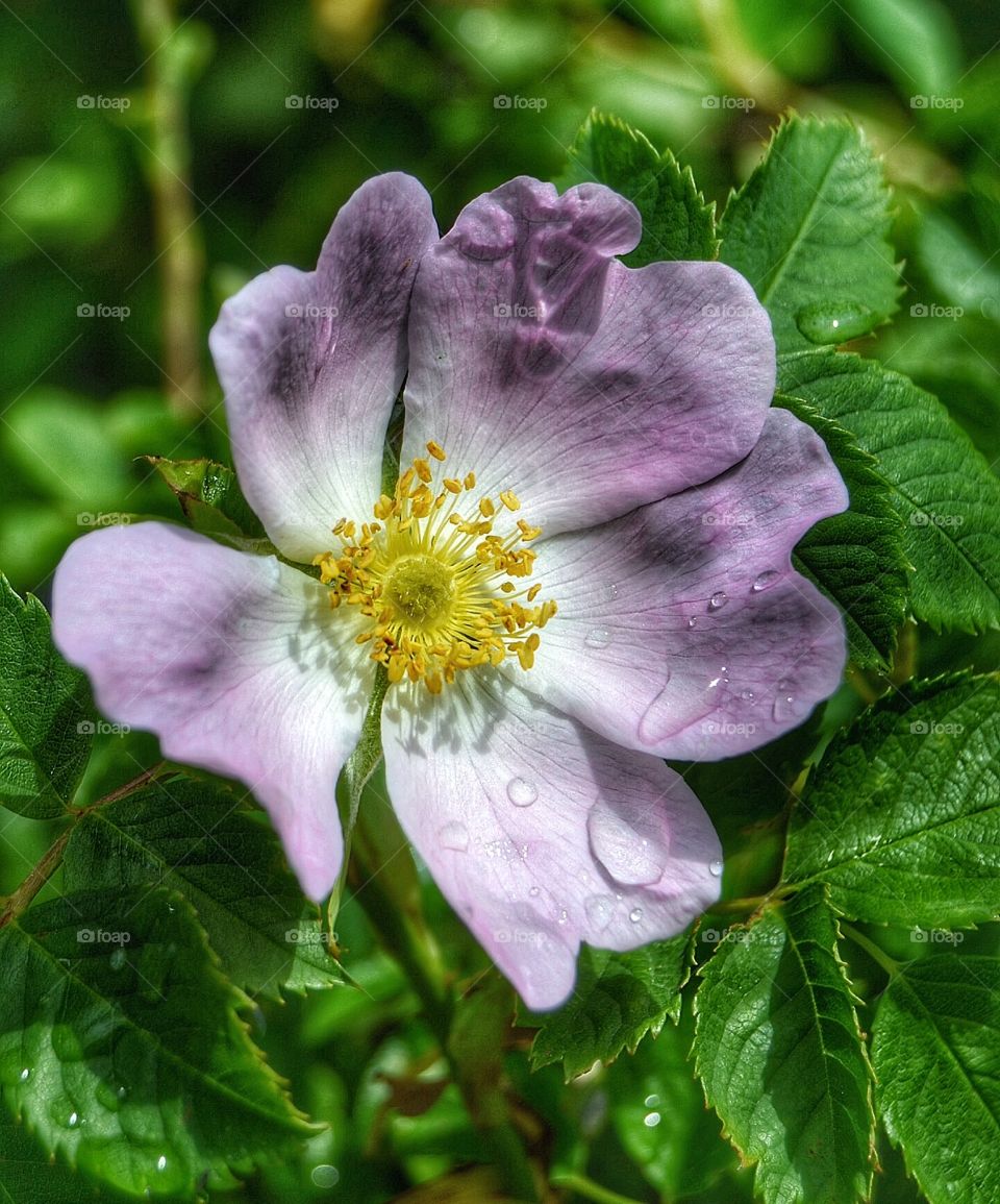 Wild rose. Wild rose