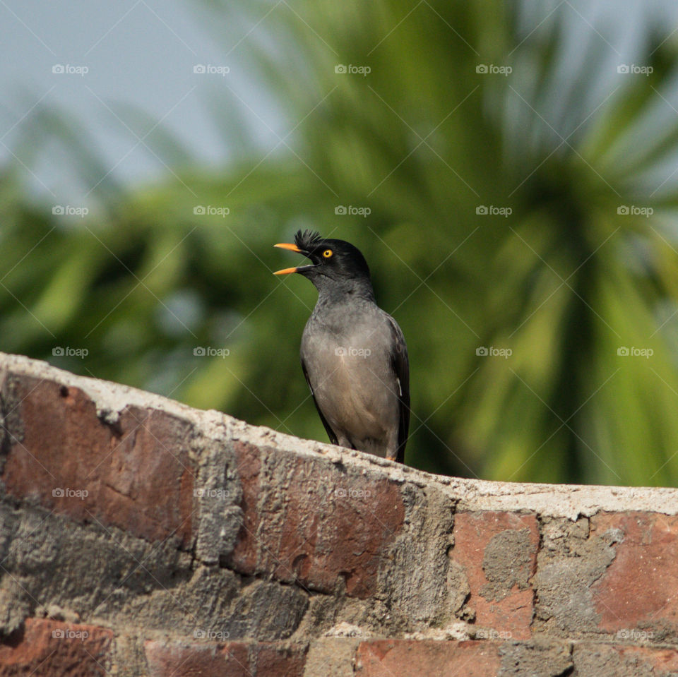 Jungle Myna