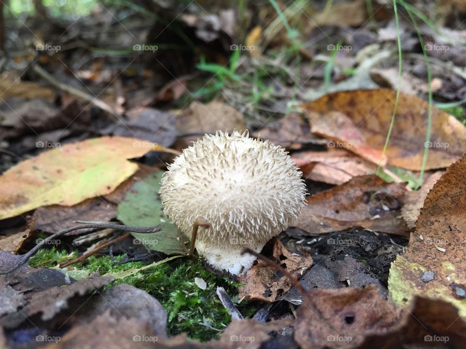 Mushroom fungi