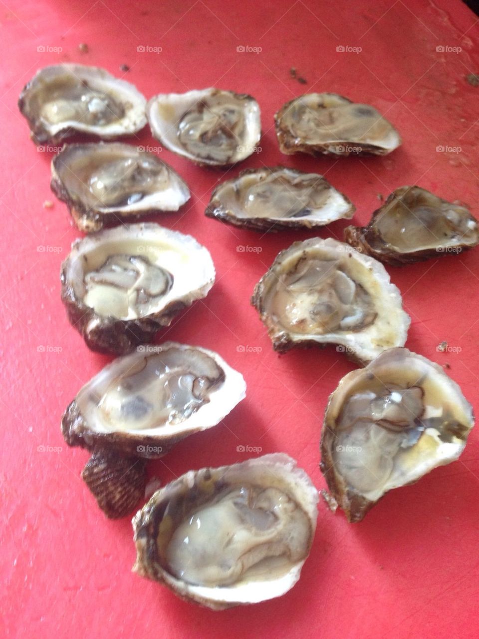 Oysters
