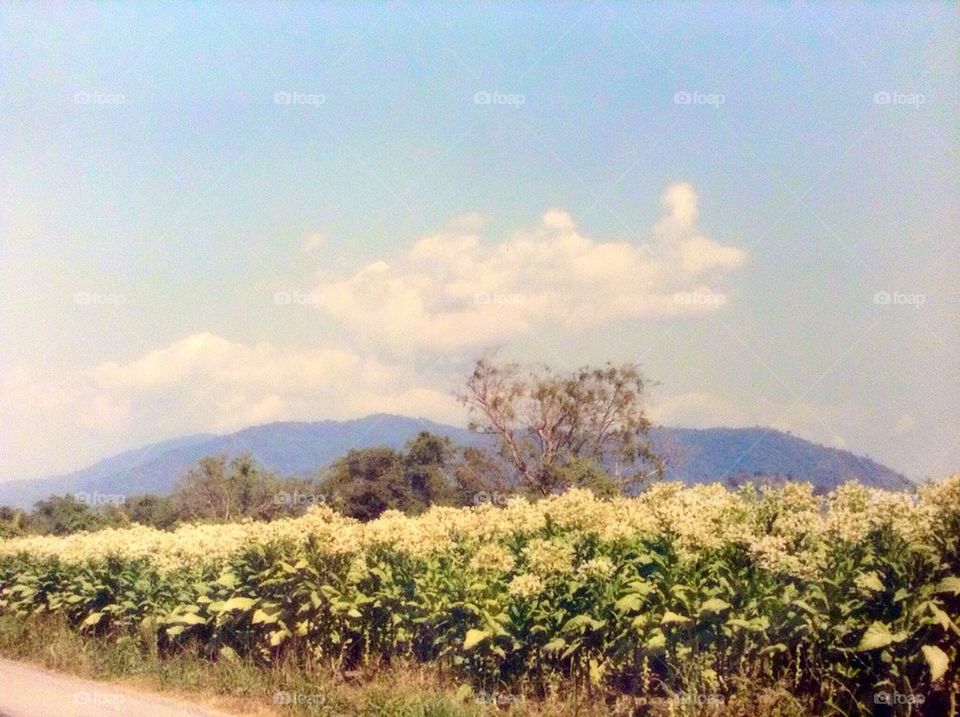 Tobacco Field