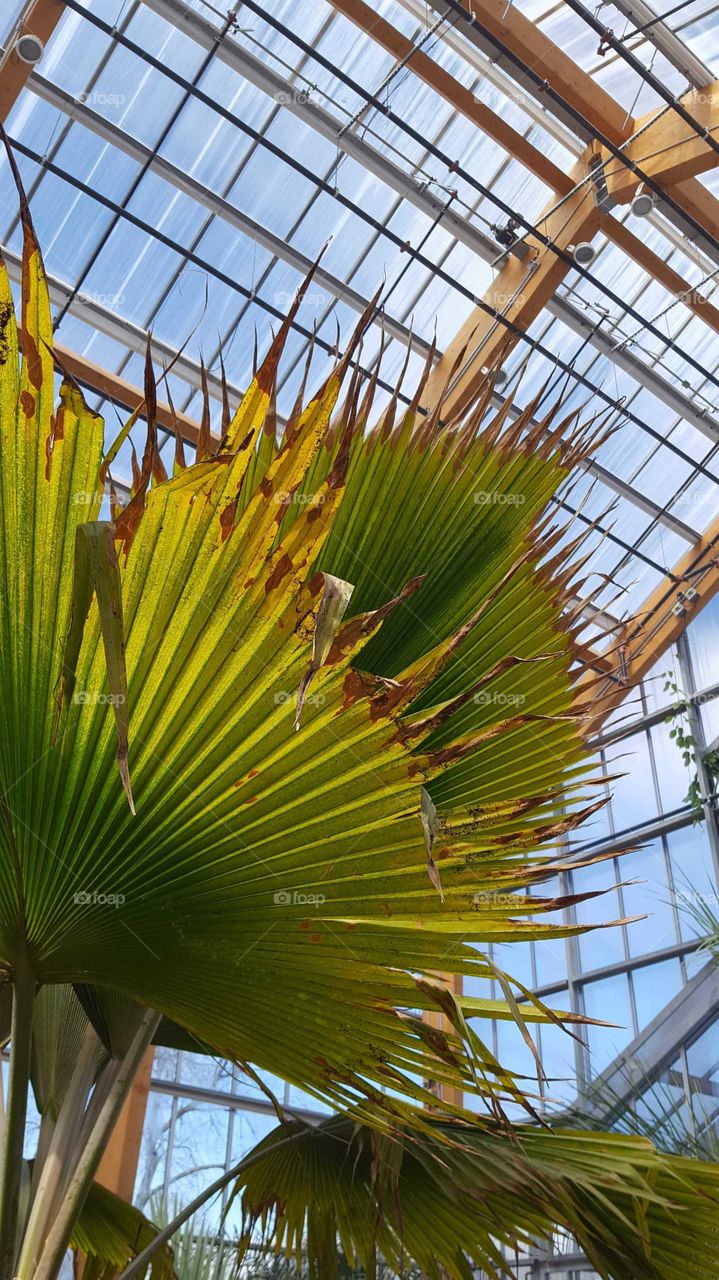 palm tree in a greenhouse