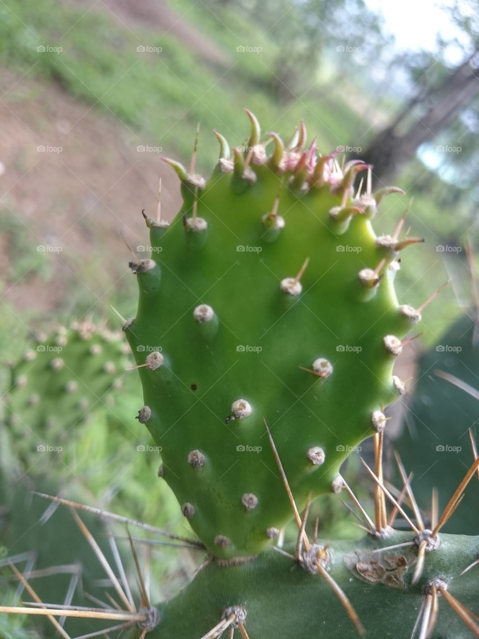 cactus 🌵
