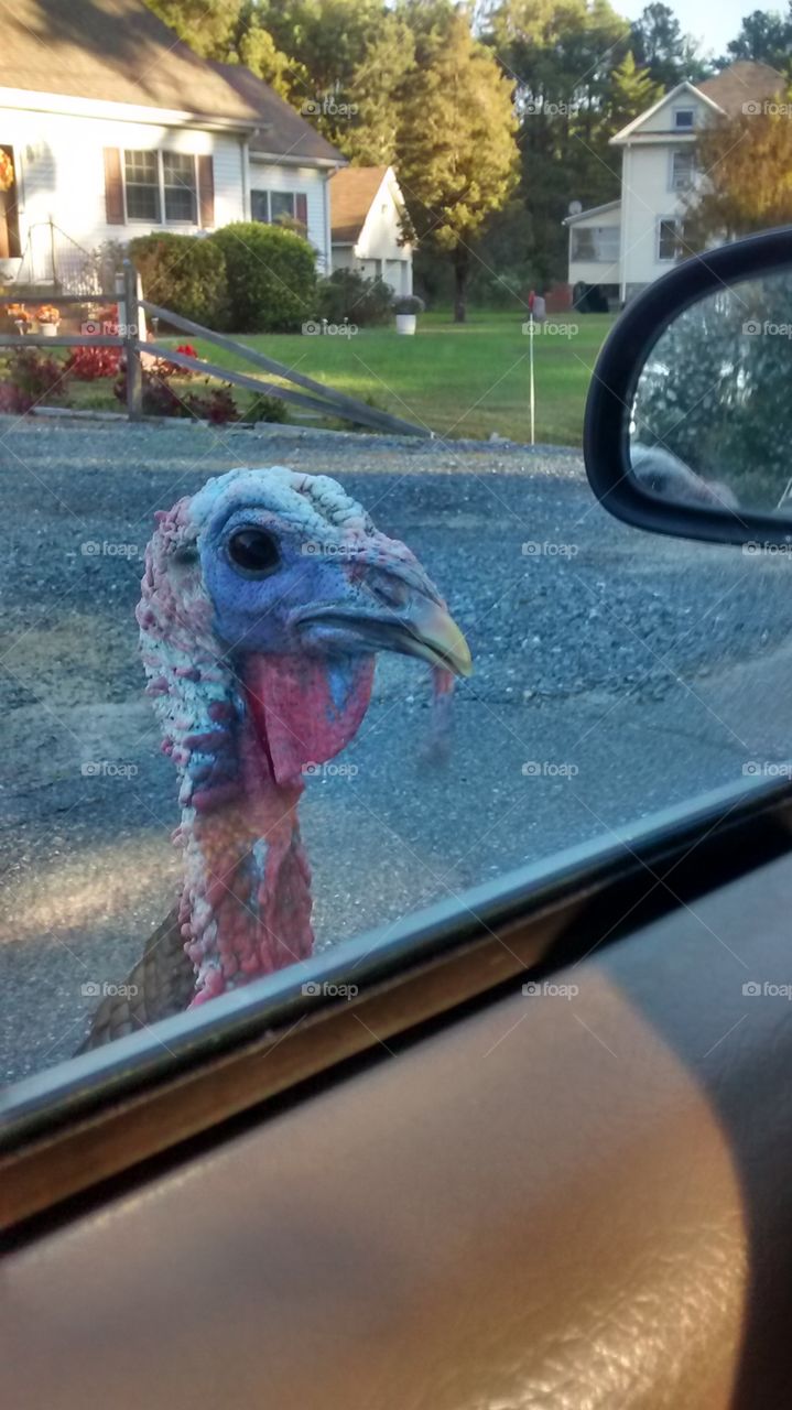 wild turkey walks up to car and follows