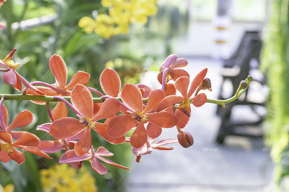 Beautiful Red Orchid Background blurred leaves in the garden.