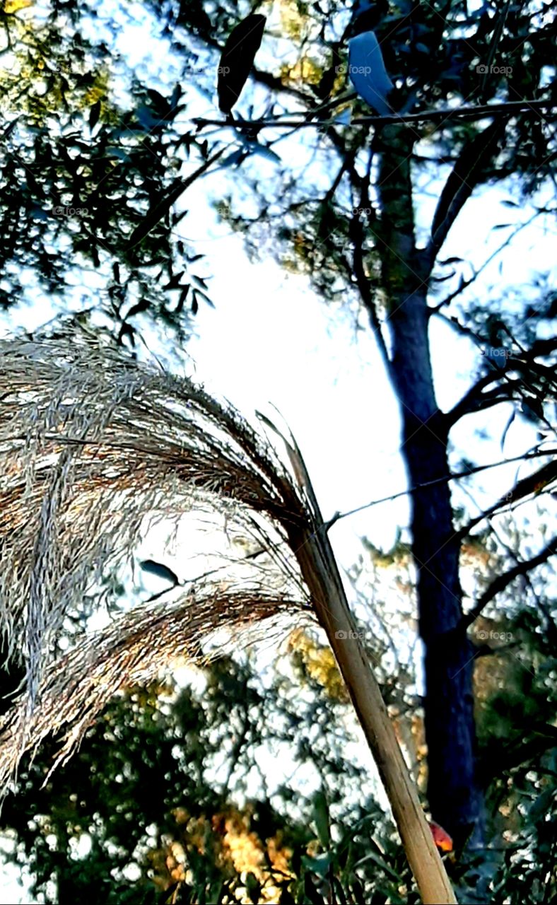pampas grass in the shadow of the oaks
