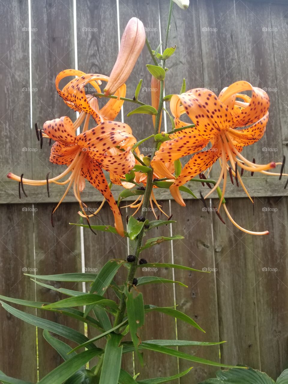 the tiger Lilies