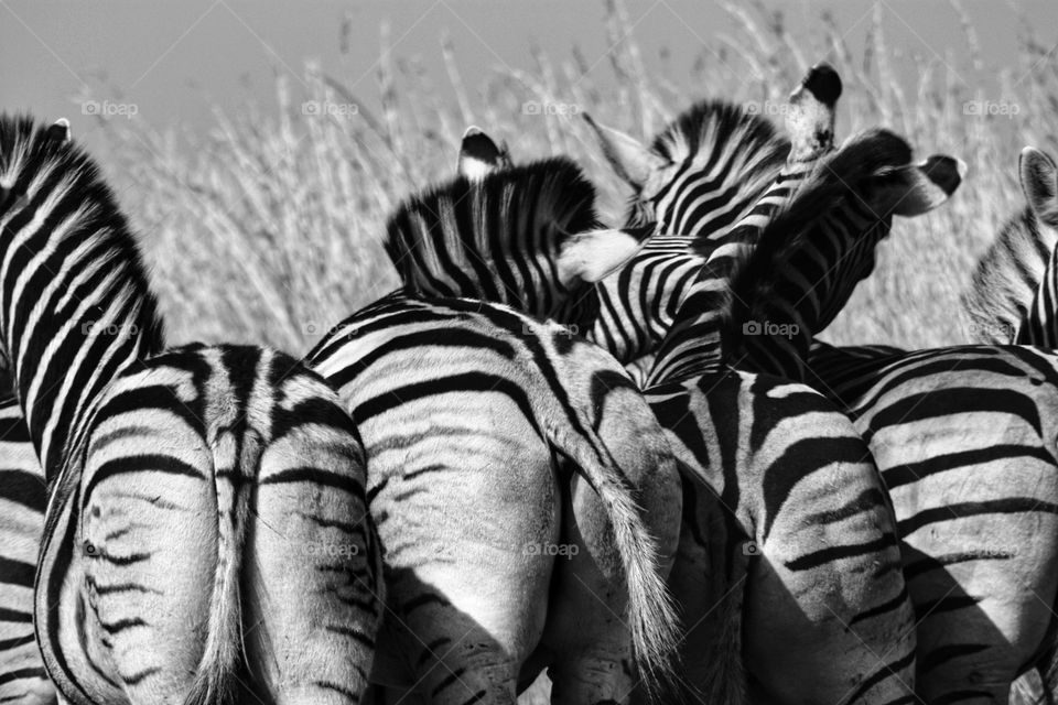 zebras walking away. black and white