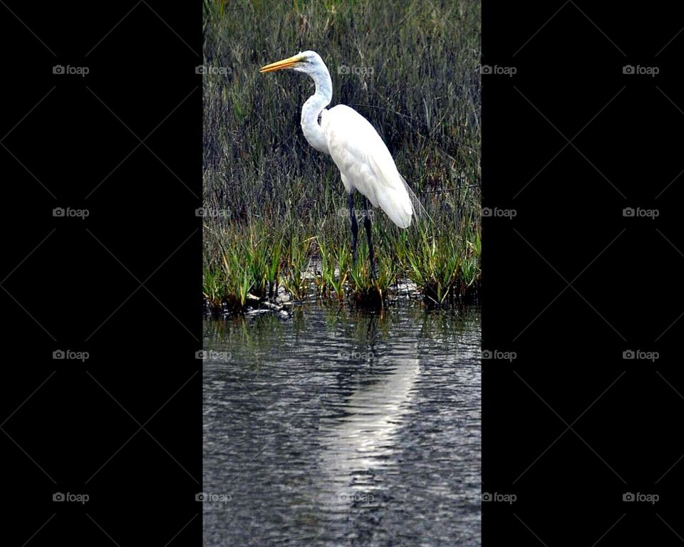 Reflection of a great white egret
