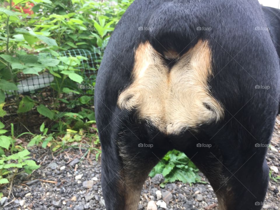 Rottweiler Butt. The back of a Rottweiler dog.