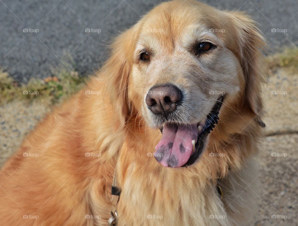 Golden Retriever out for a walk