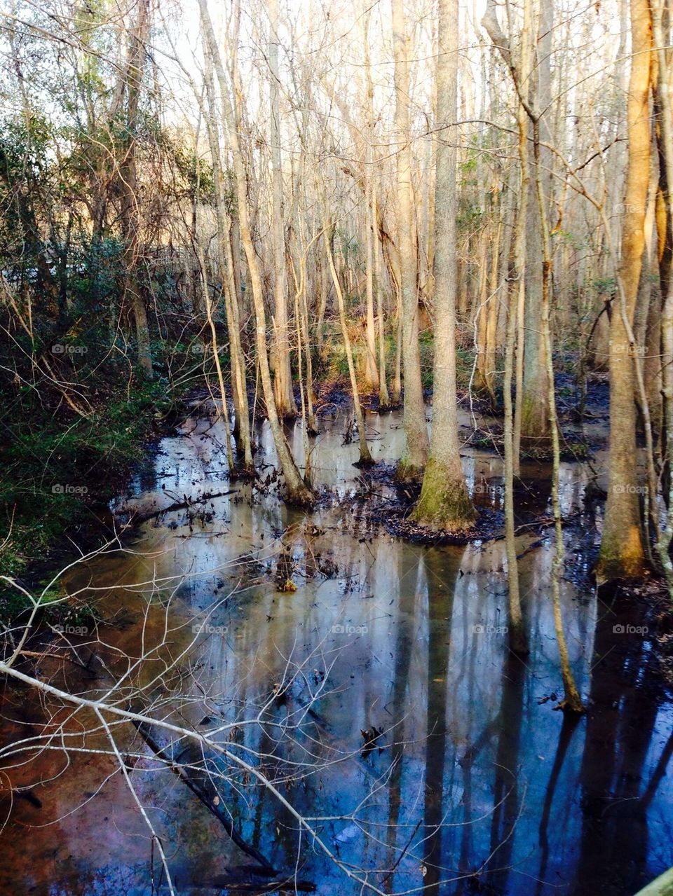 Southern Swamp