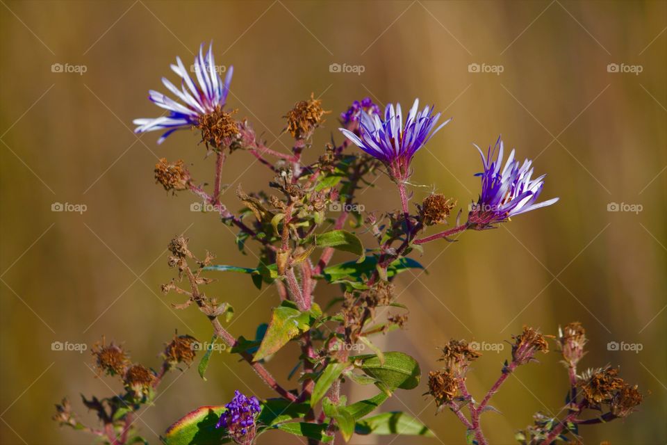 Fall Asters