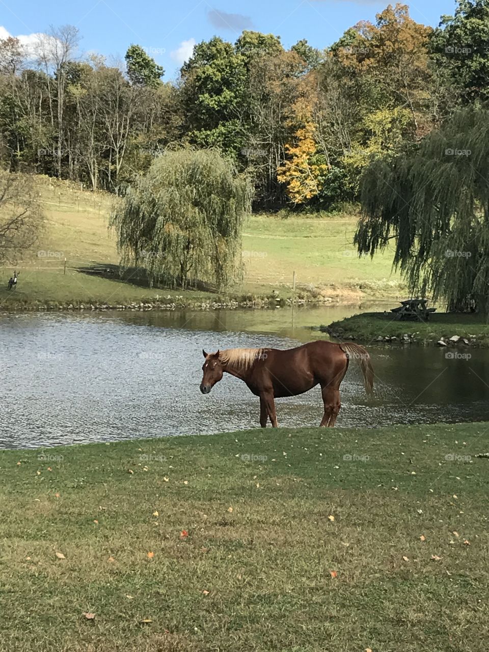 Horse pond 