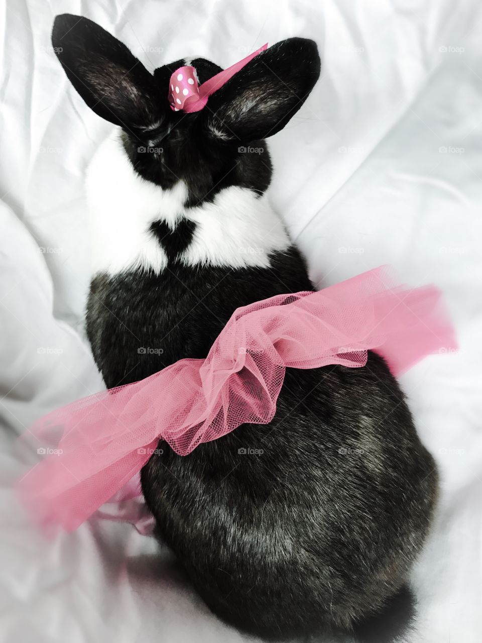 Heart of a cute bunny