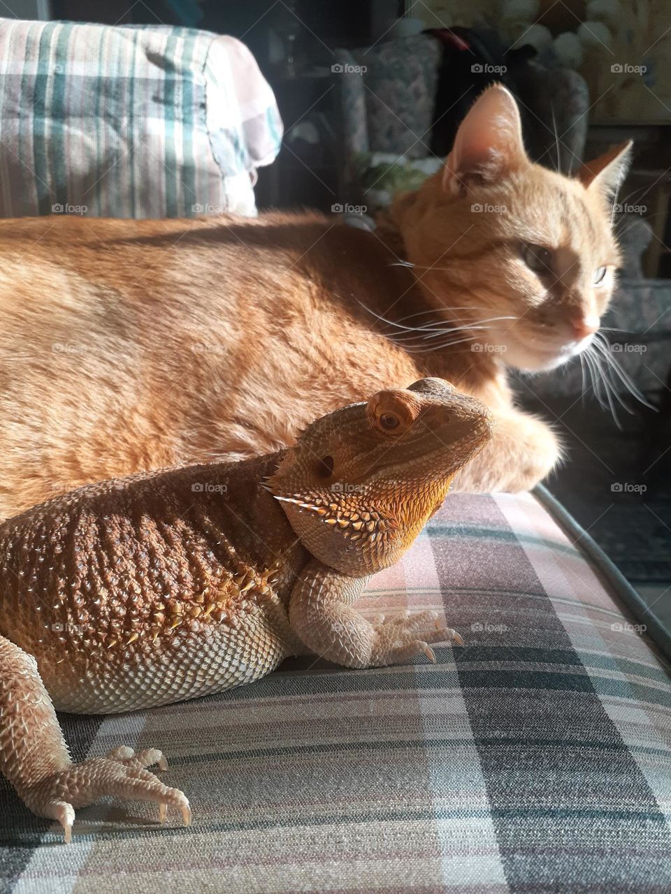 Legend the Dragon and Io the Cat