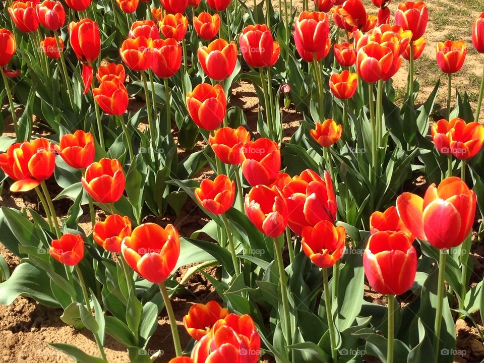 Tulips