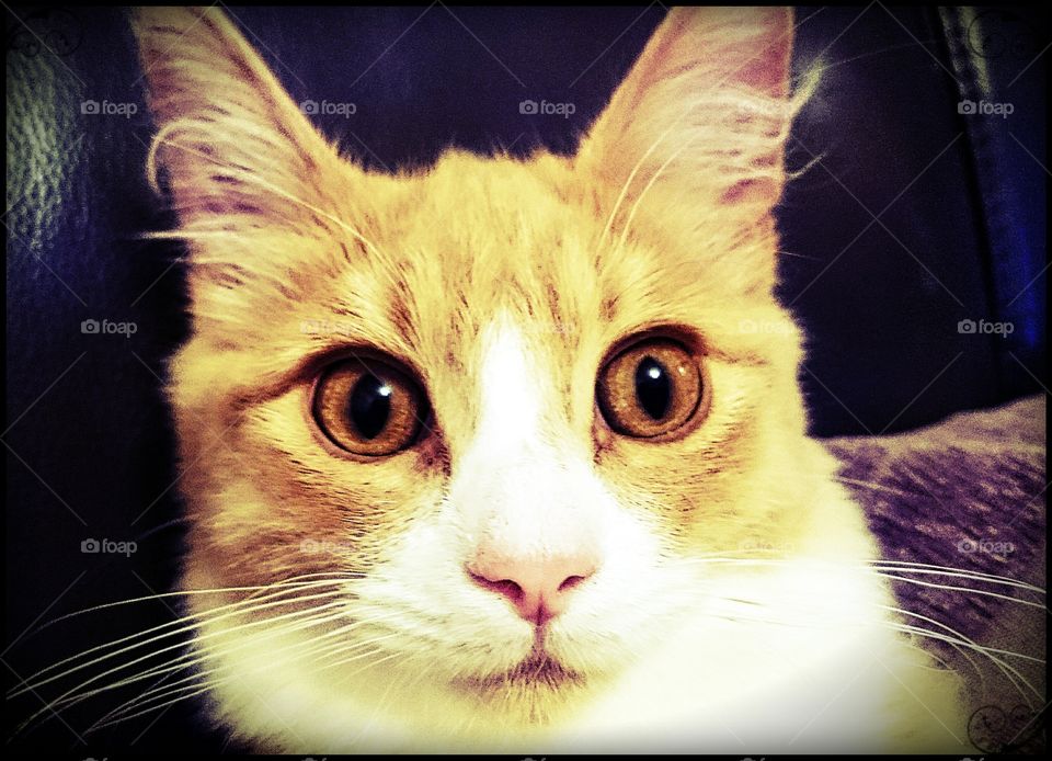 focus. new member of the family with beautiful eyes