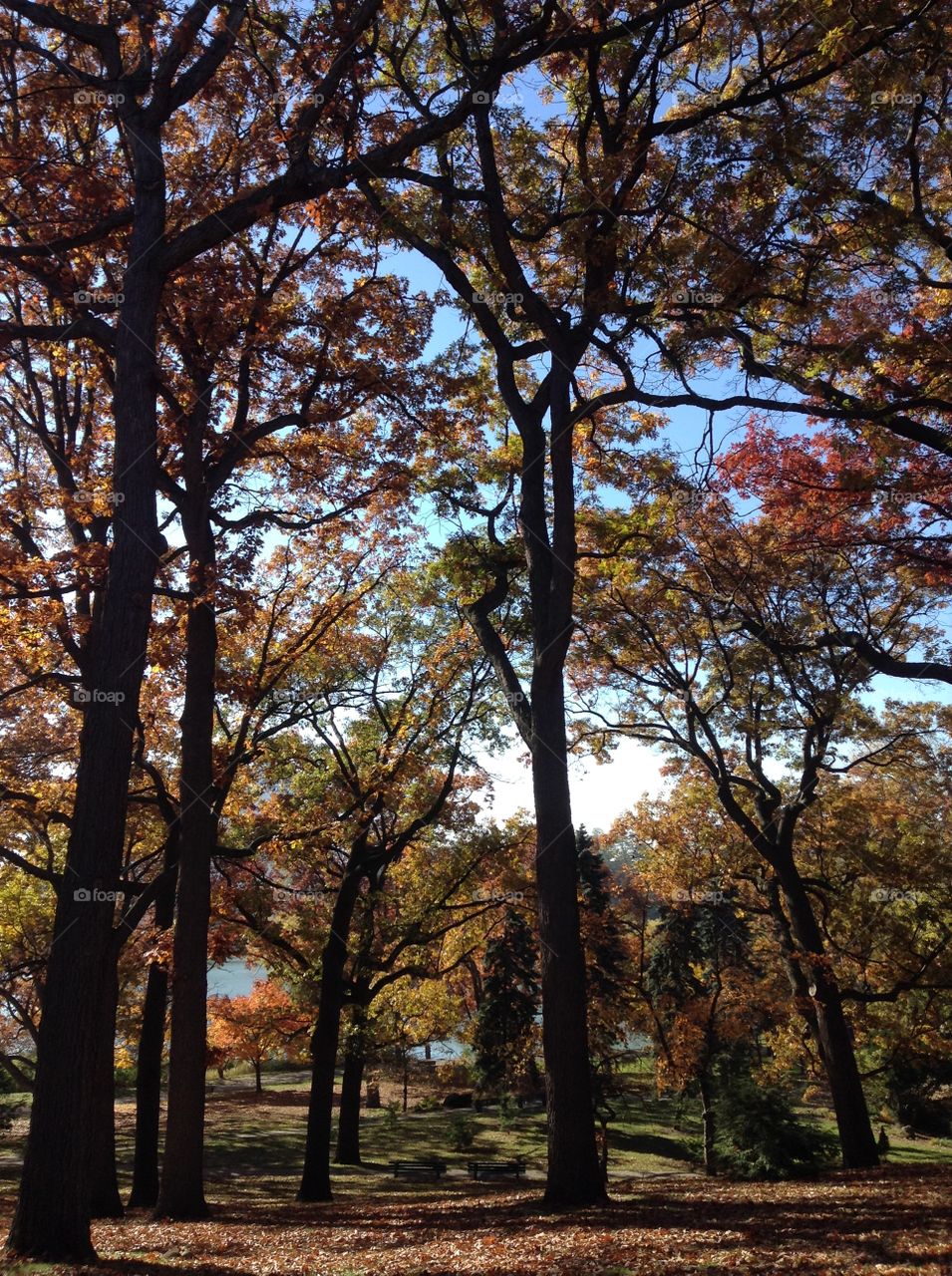 Sunny Autumn day in the park