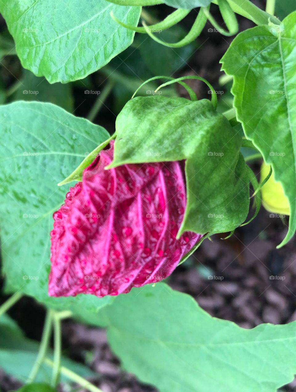 Pink Hibiscus bud