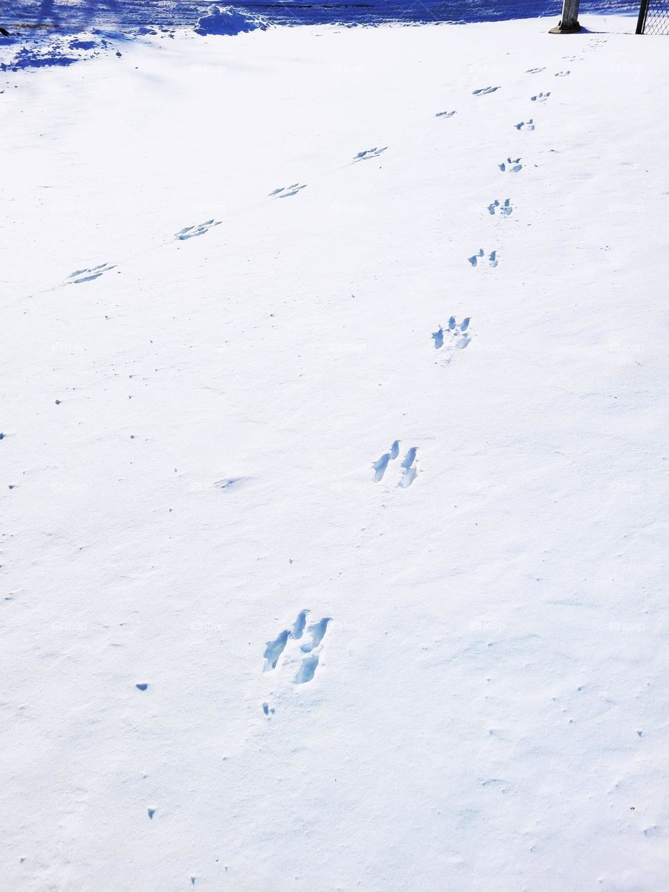 a snow trail lead by a deer