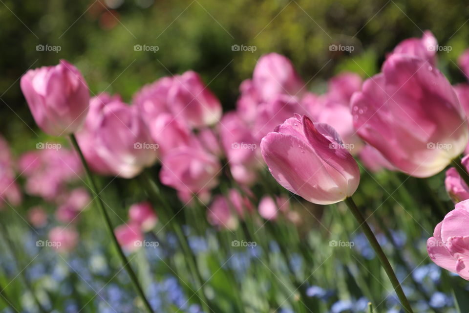 The ultimate beauty of tulips 