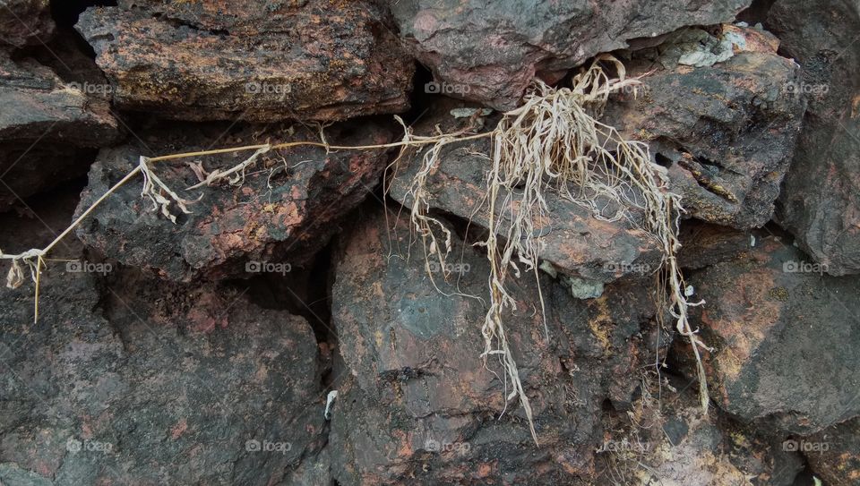 dry....  rock.... root.... death.....