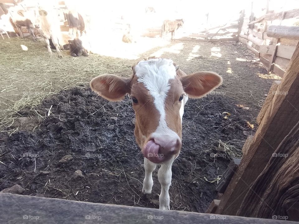 mamá nos dió un poco de su leche