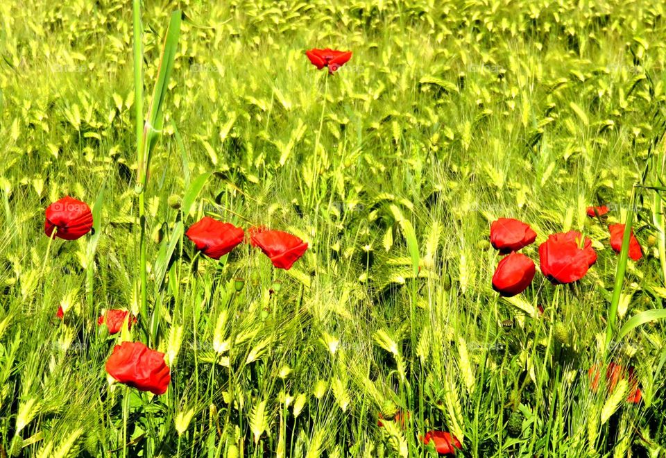 beautiful poppies