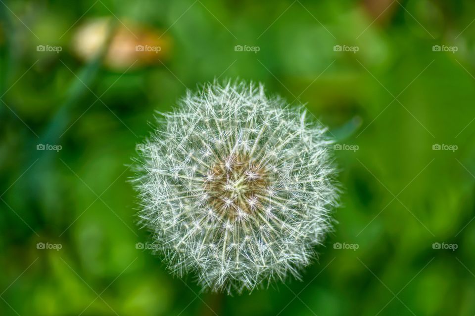 pusteblume