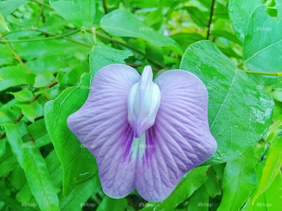 unique orange flowers in Kalimantan Indonesia