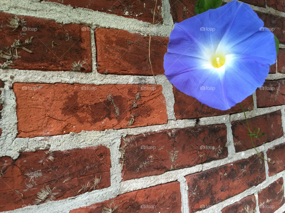 blue flower on wall