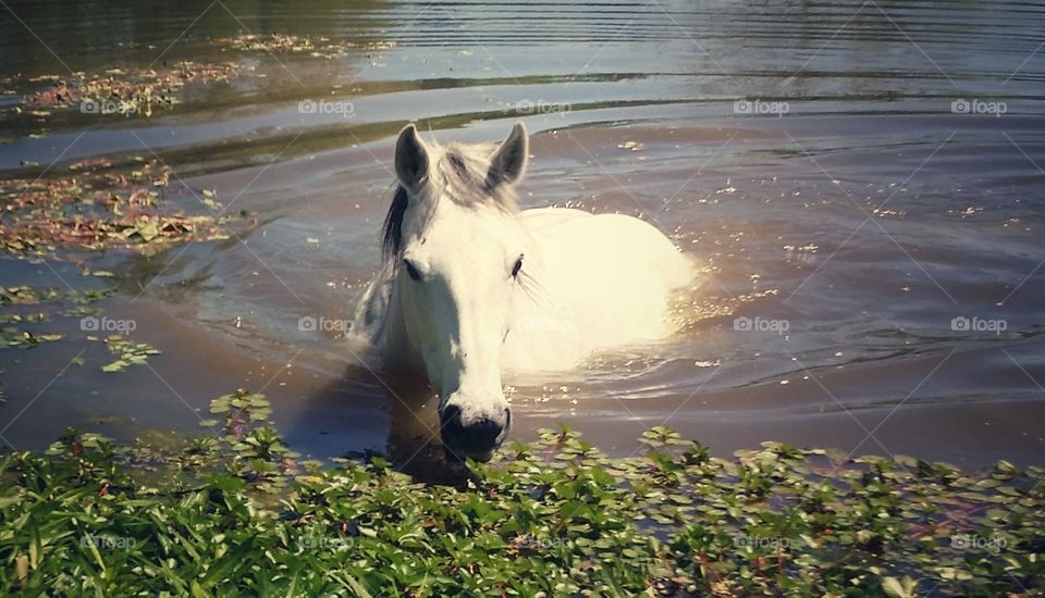 A gray white horse swimming in a pond in spring