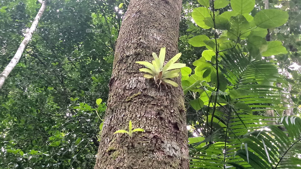 Troco Árvore Bromélias Mata