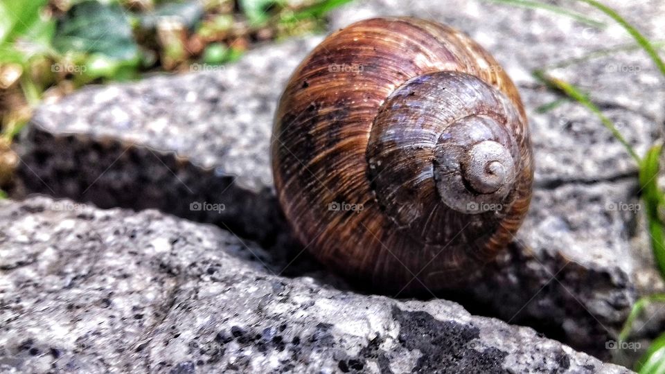 Snail and rain ...