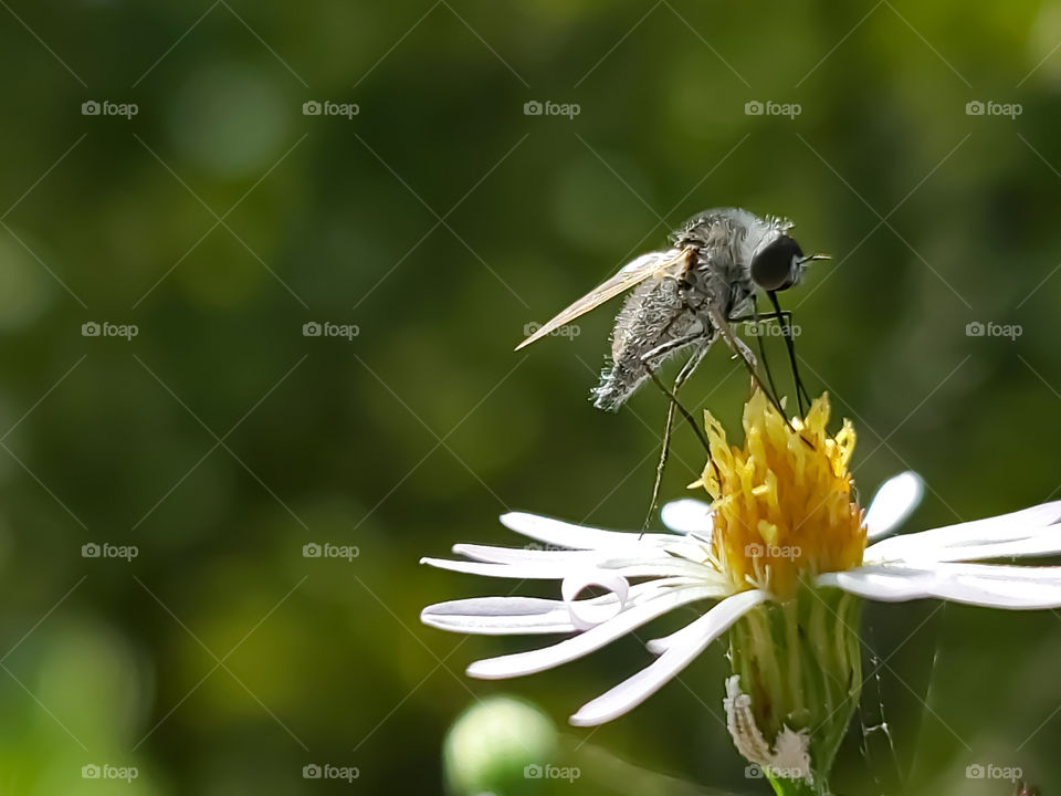 Tiny bee fly feeding on the nectar of a tiny wild flower