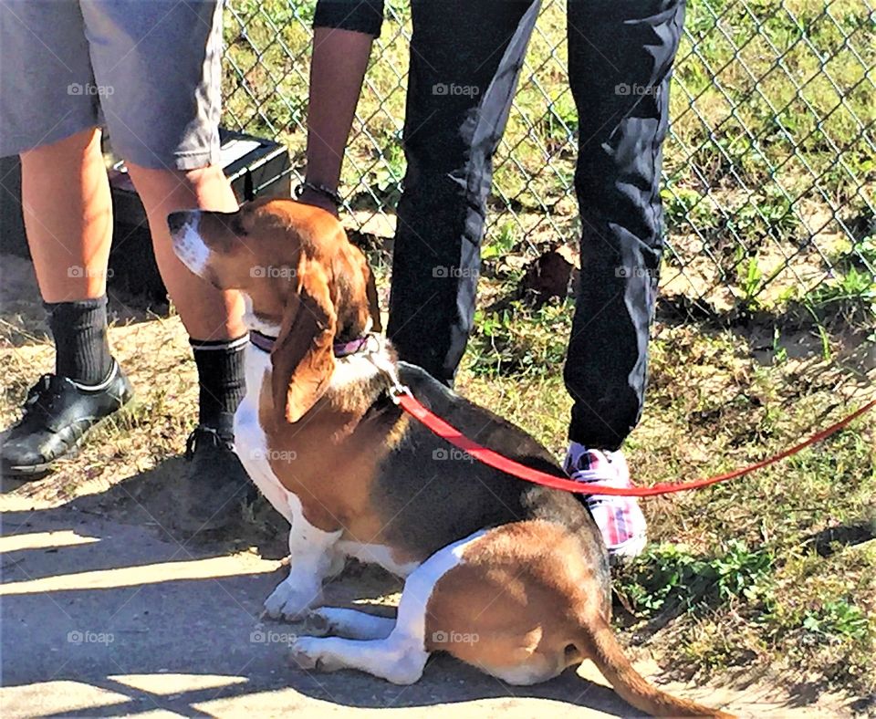 Walking the dog at the park 