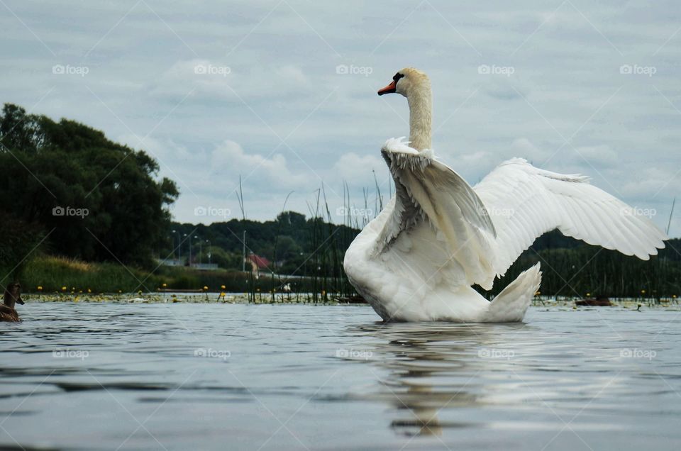 Swan